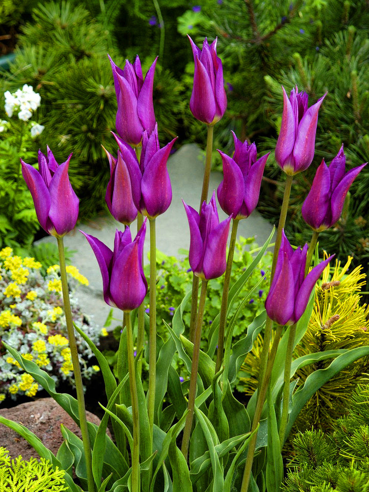 TRAY TULIPA PURPLE DREAM 10
