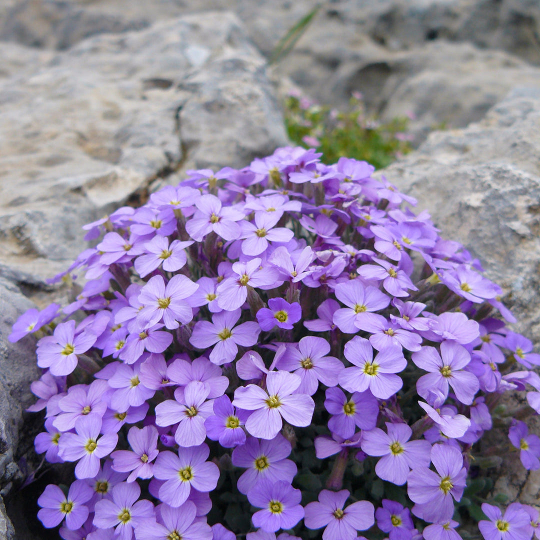 Aubrieta Hamburger Stradtpark