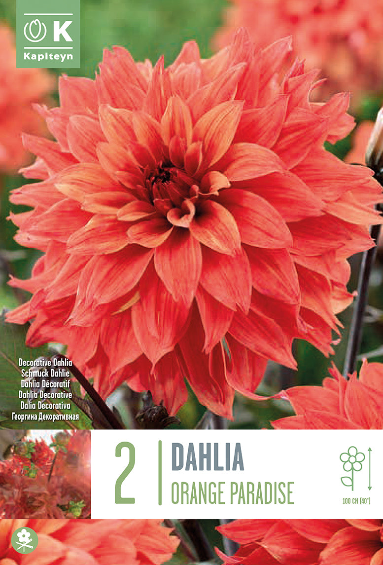 DAHLIA ORANGE PARADISE 2