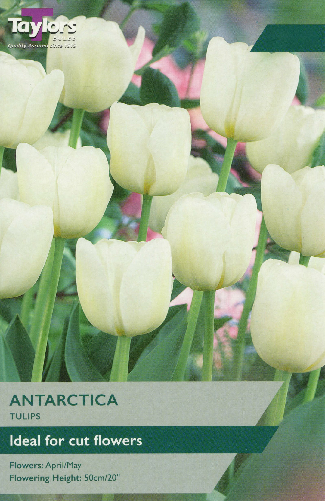 TULIP ANTARCTICA X 6