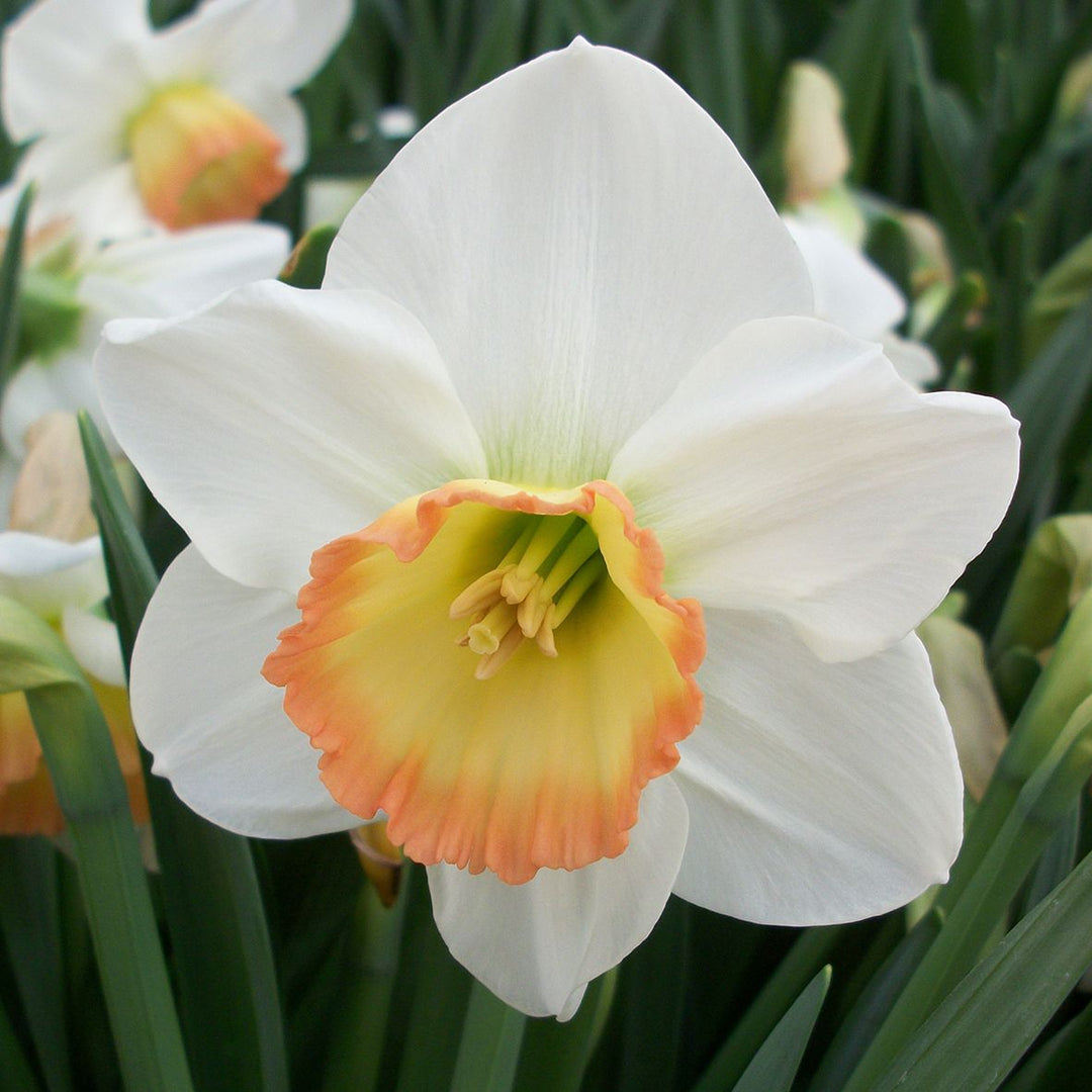 NARCISSUS RAINBOW X 8