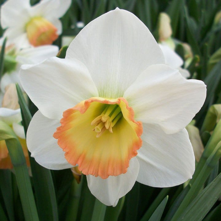 NARCISSUS RAINBOW X 8