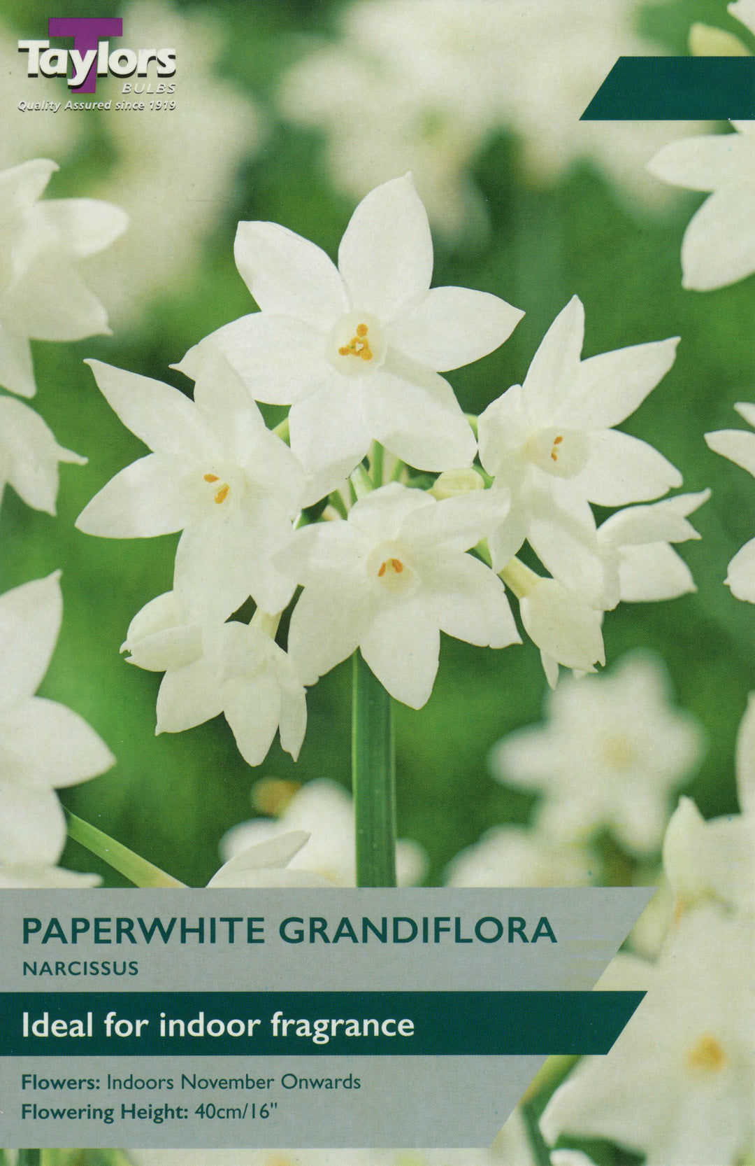 NARCISSUS PAPERWHITE GRANDIFLORA 3