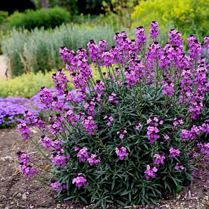 Erysimum Bowles Mauve
