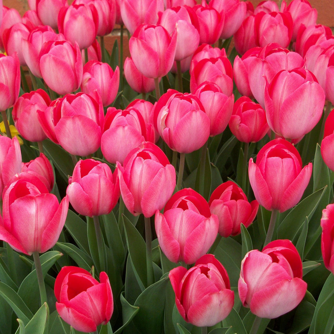 10 TULIP ORANGE VAN EIJK LOOSE