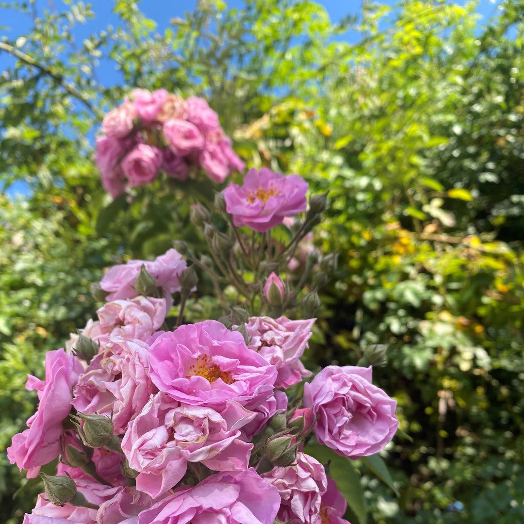 Rosa (Rambler) in cultivars