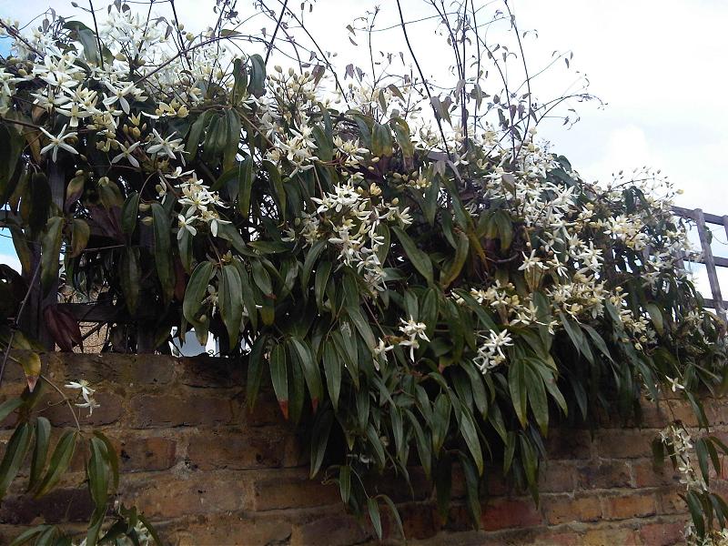 Clematis-armandii-Flower-2