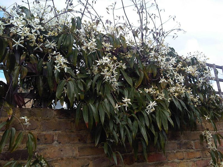 Clematis-armandii-Flower-2