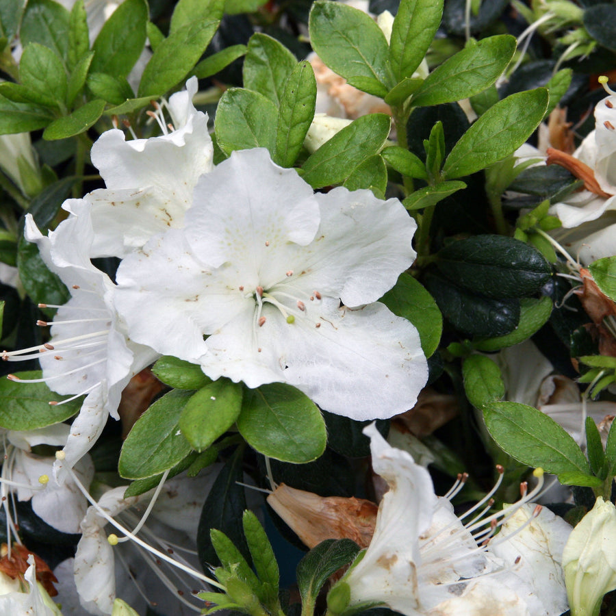 Azalea (J) Pleasant White - Shrubs - Windyridge Garden Centre