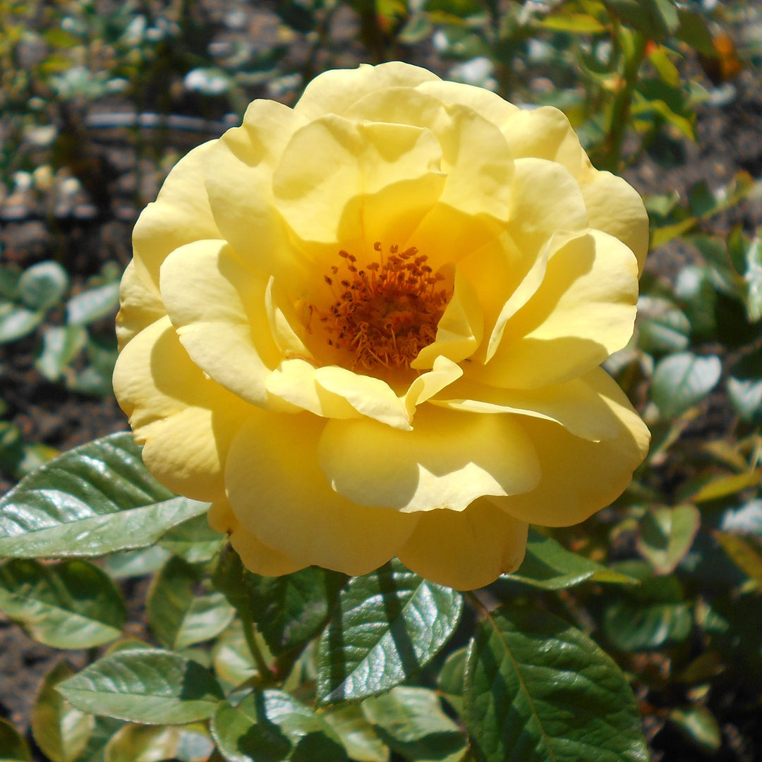 Rosa Arthur Bell