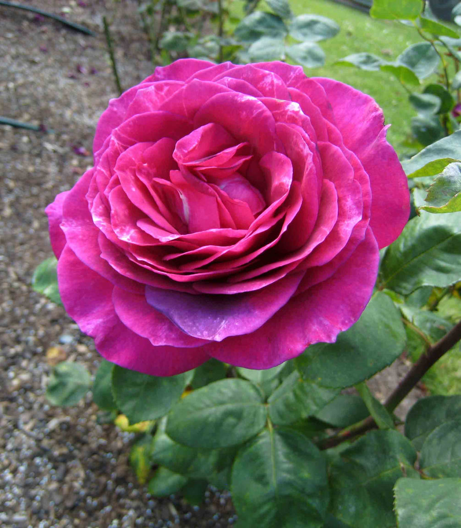 Rosa-Big-Purple-Flower-1
