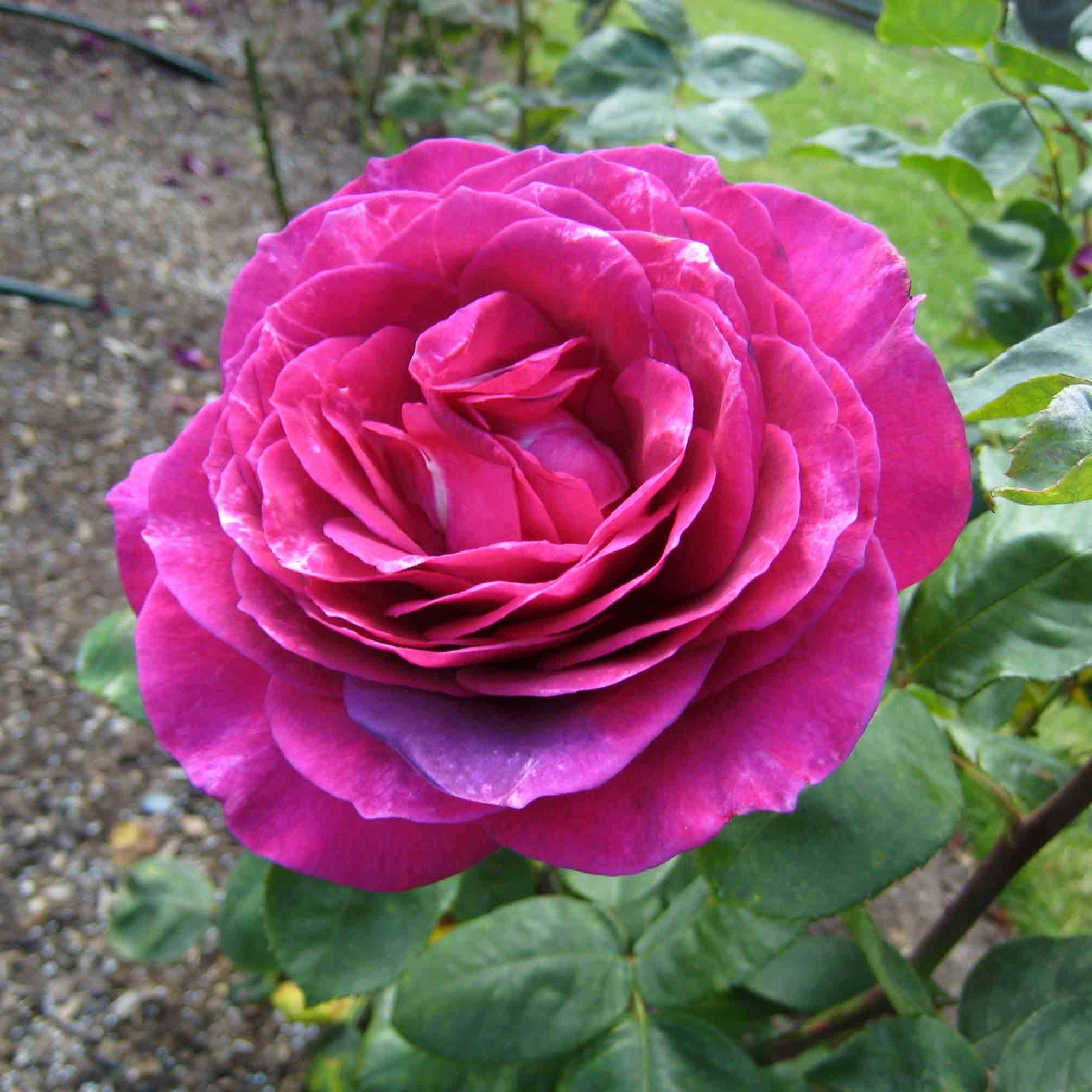 Rosa Big Purple – Windyridge Garden Centre