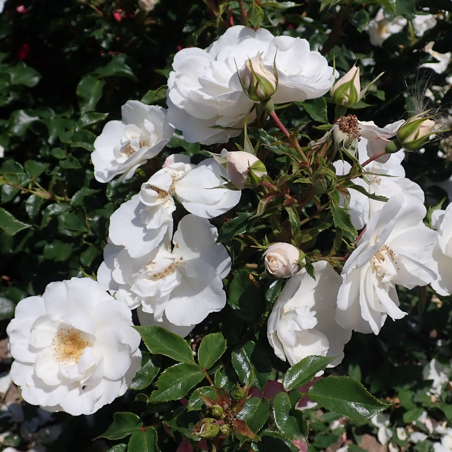 ROSA-WHITE-DIAMOND-Flower