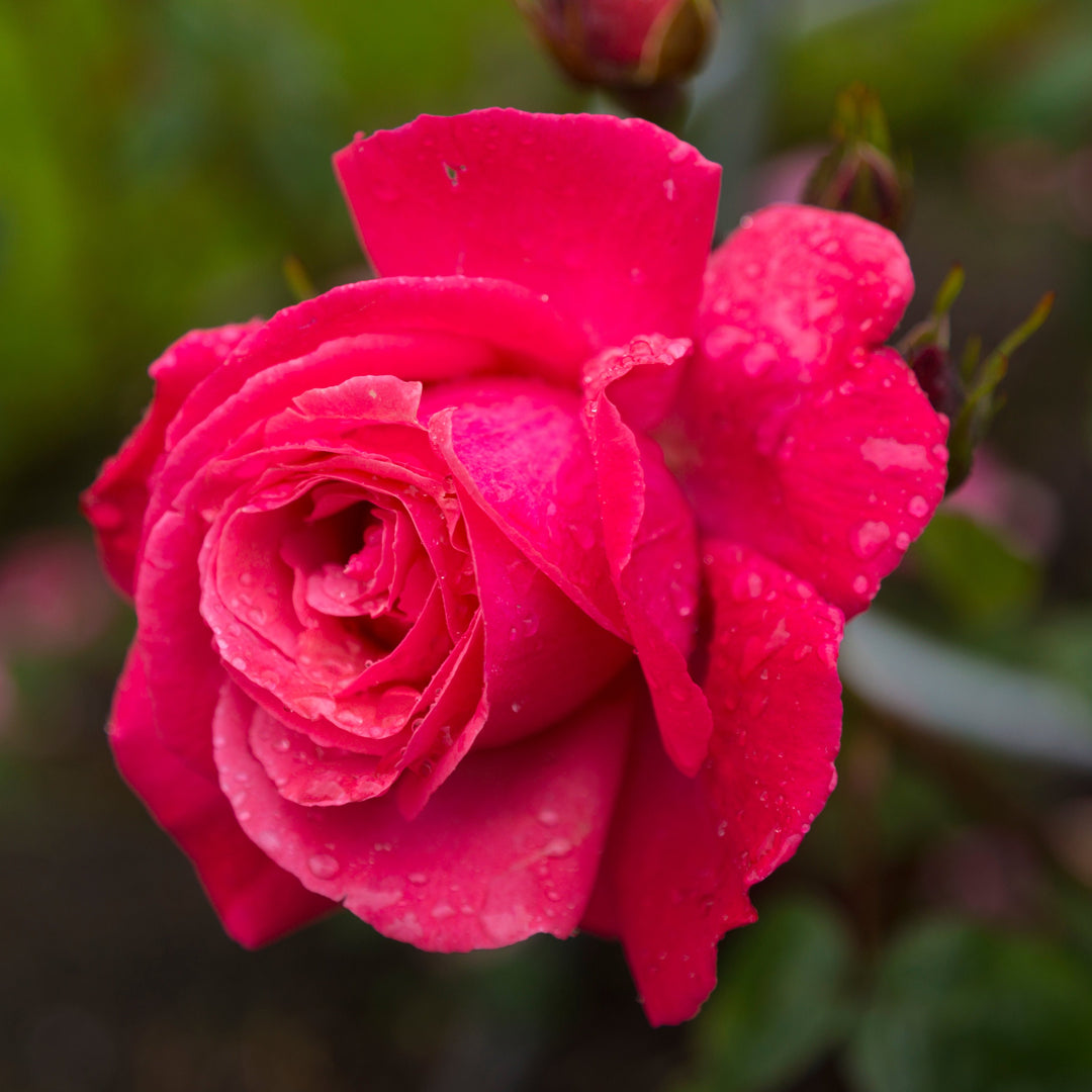 ROSA-GALWAY-BAY-CLIMBER-Flower-1