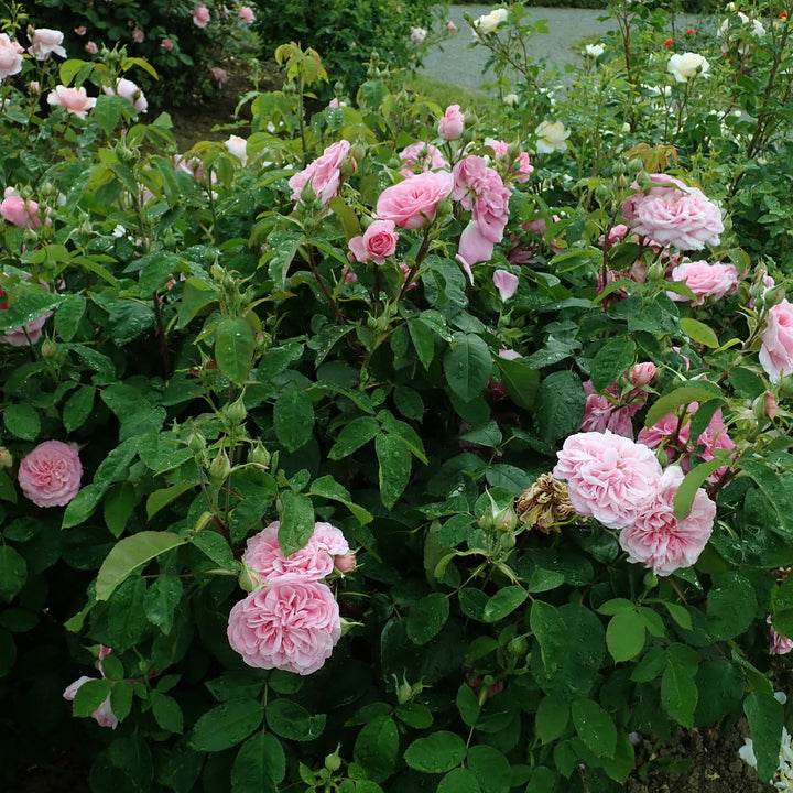 David-Austin-Rosa-Gertrude-Jekyll-Flower-1