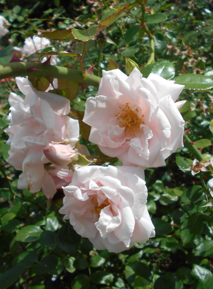 Rosa-New-Dawn-Flower-1