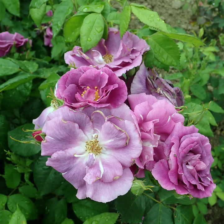 ROSA-RHAPSODY-IN-BLUE-Flower-2