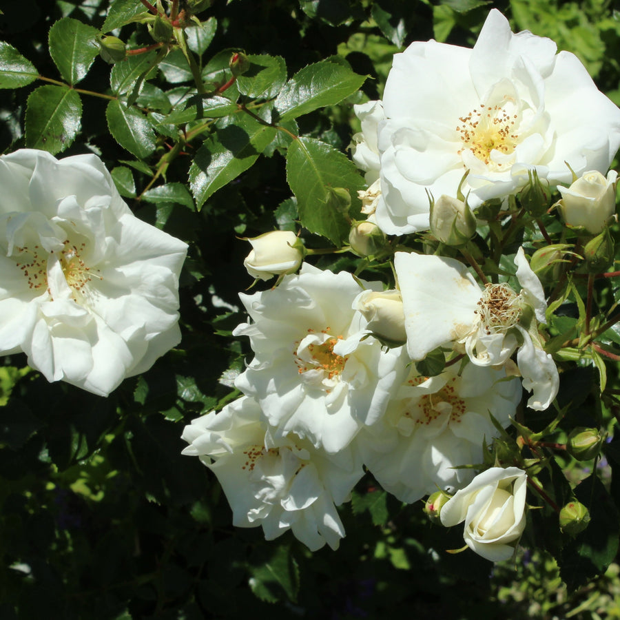 FLOWER-CARPET-WHITE-BUSH-Flower