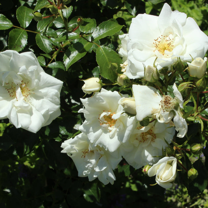 FLOWER-CARPET-WHITE-BUSH-Flower