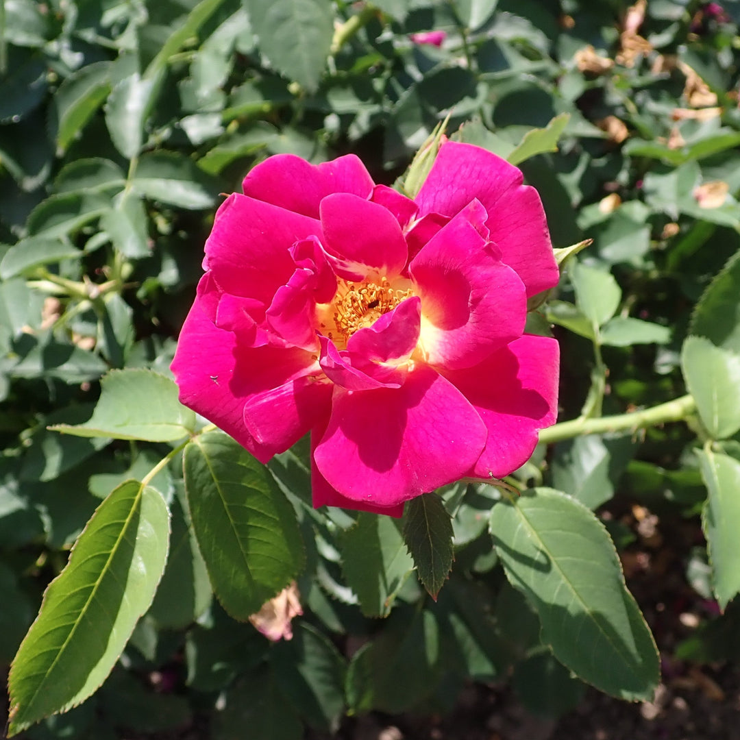 ROSA-Weg-der-Sinne-Flower