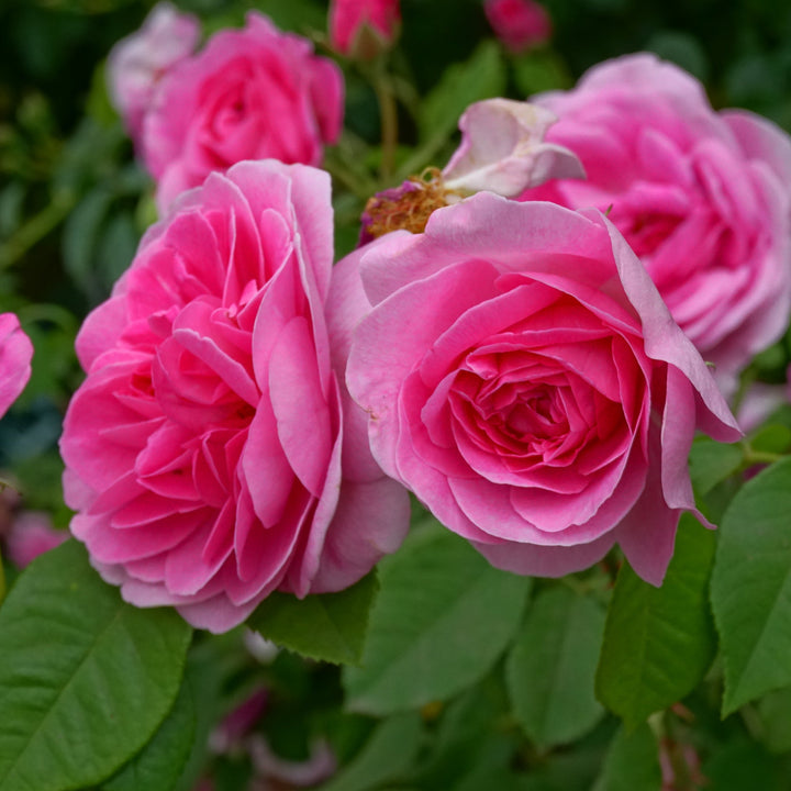 David-Austin-Rosa-Gertrude-Jekyll-Flower-2