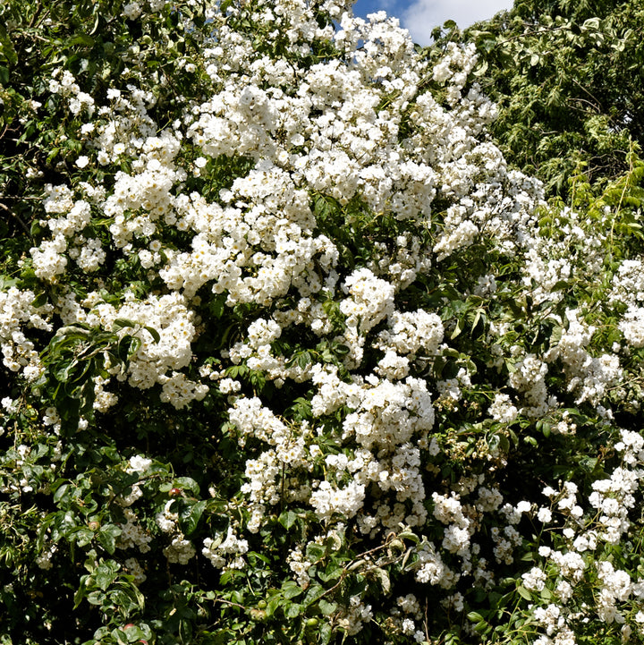 ROSA-RAMBLING-RECTOR-Flower-2