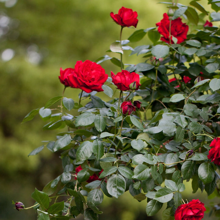 ROSA-DUBLIN-BAY-Flower