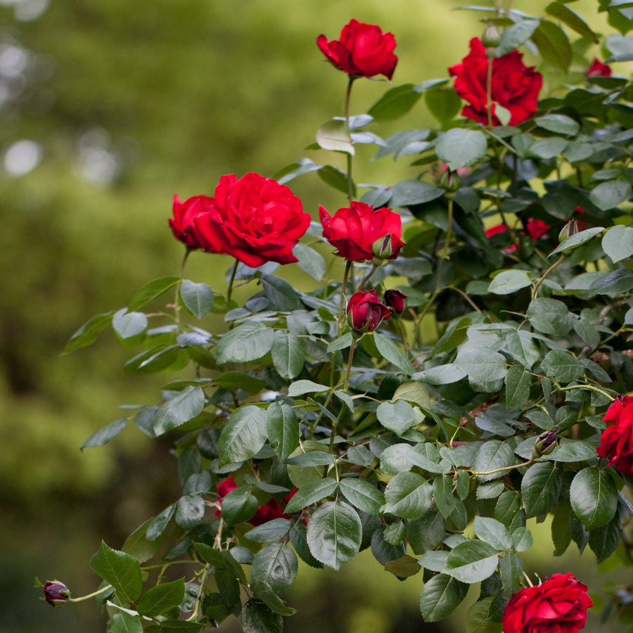 ROSA-DUBLIN-BAY-Flower