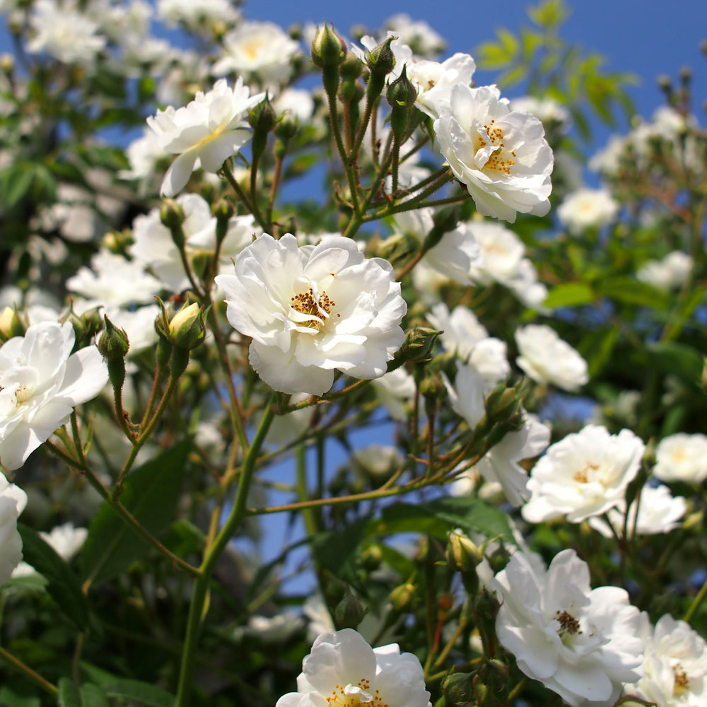 Sit Like Rosa Buy Rosa Rambling Rector Online | Windyridge Garden Centre – Windyridge ...