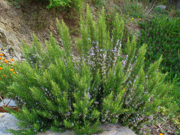 ROSEMARINUS-officinalis-Planted