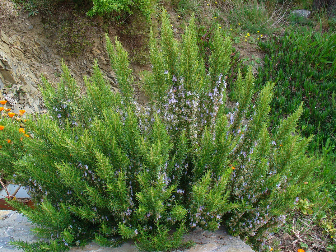 ROSEMARINUS-officinalis-Planted