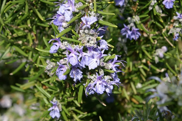 Rosmarinus-officinalis-Caprii-Planted-2