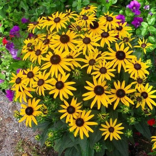 Rudbeckia Fulg. Little Goldstar - Herbaceous - Windyridge Garden Centre