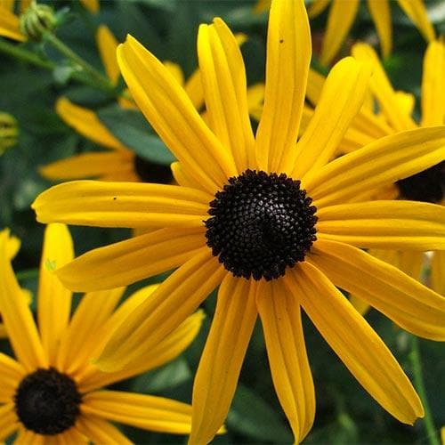 RUDBECKIA fulg. Little Goldstar