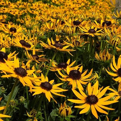 RUDBECKIA SULL. LITTLE GOLDSTAR - Herbaceous - Windyridge Garden Centre