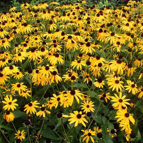 Rudbeckia Goldsturm - Herbaceous - Windyridge Garden Centre