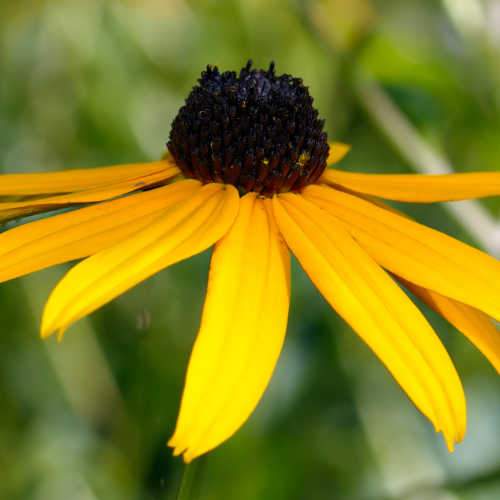 Rudbeckia Goldstrum 2L