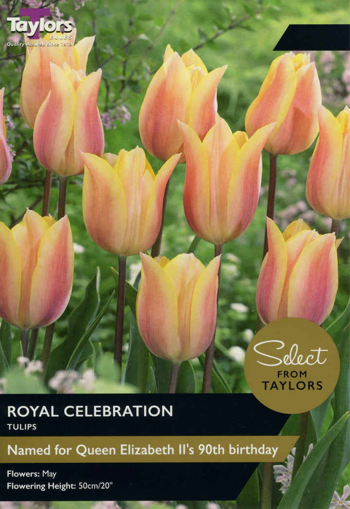 TULIP ROYAL CELEBRATION 7