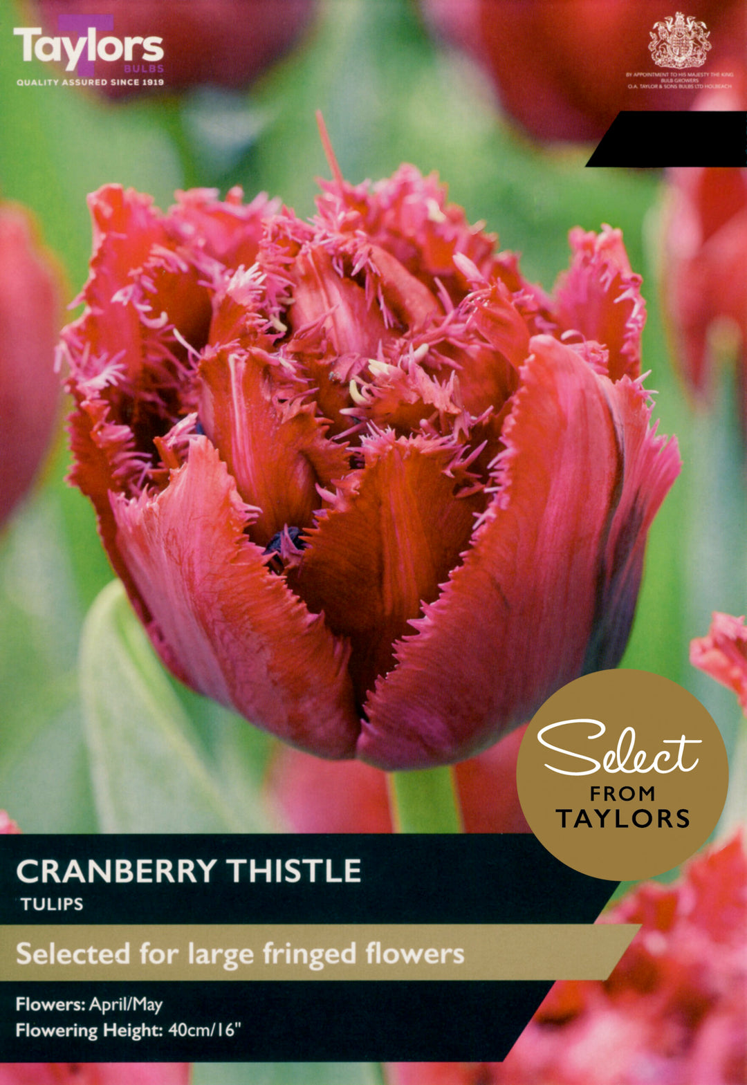 7 TULIP CRANBERRY THISTLE 11-12