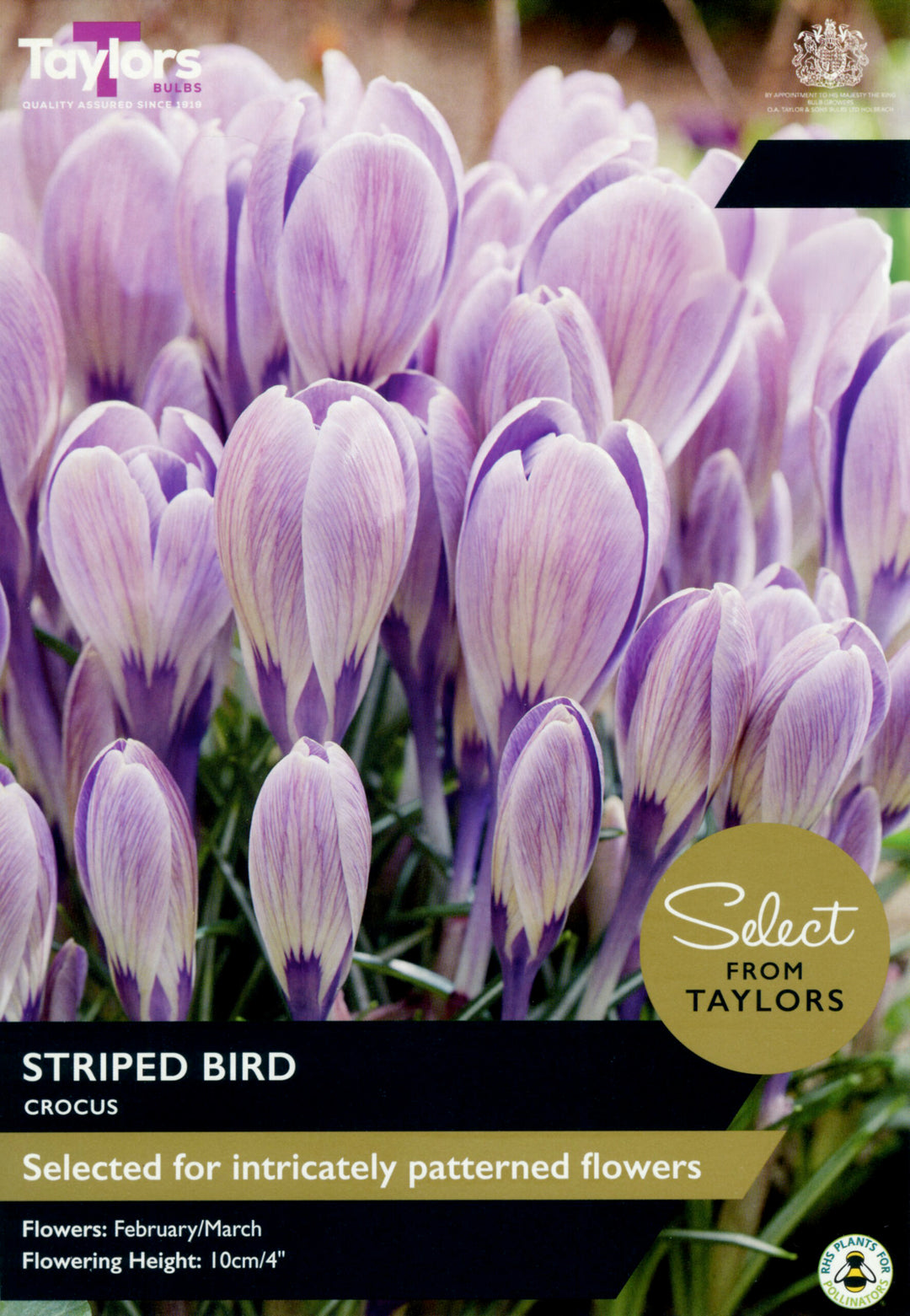 15 CROCUS STRIPED BIRD 8-9