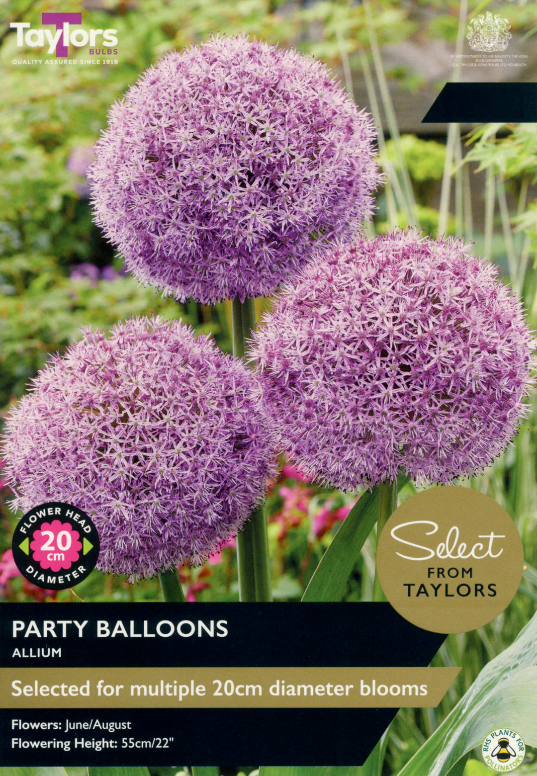 1 ALLIUM PARTY BALLOONS 18+