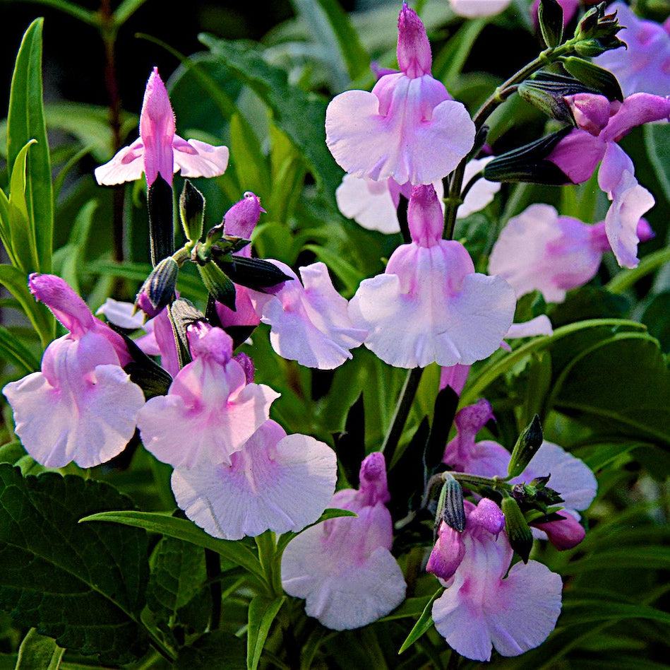 Salvia Greggii Angel Wings 3Ltr Pot - Herbaceous - Windyridge Garden Centre