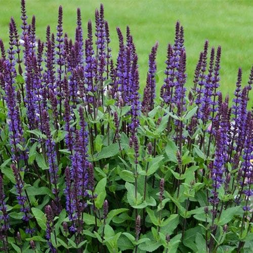 Garden Sage Salvia Nemerosa Caradonna (2Ltr Pot) - Herbaceous - Windyridge Garden Centre