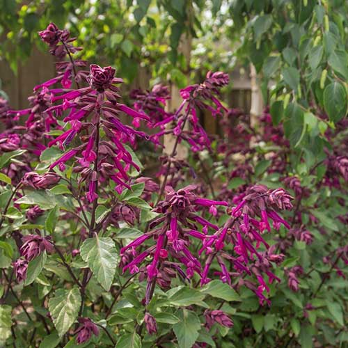 Salvia Micr. 'Love And Wishes' - Herbaceous - Windyridge Garden Centre