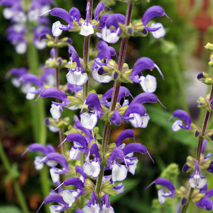 SALVIA Madeline