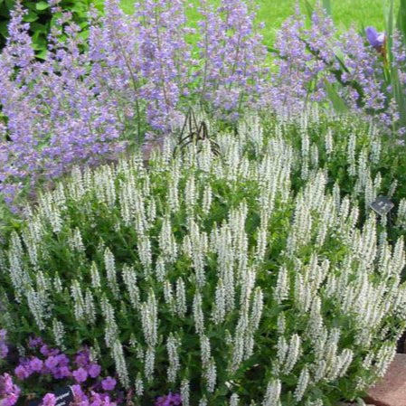 Salvia Nem. Schneehuegel - Bedding - Windyridge Garden Centre