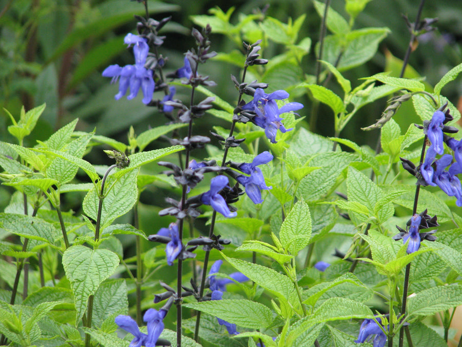 Salvia-Black-And-Bloom-(Salvia-guaranitica)-Flower-1