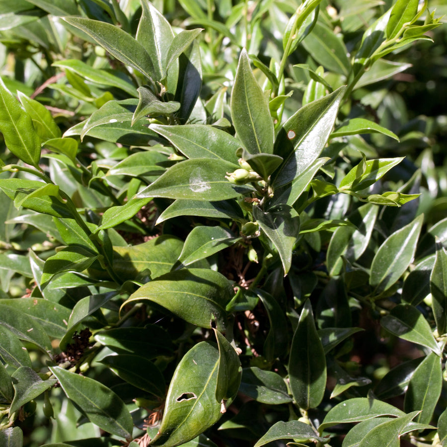 Sarcococca-confusa-Leaves-1