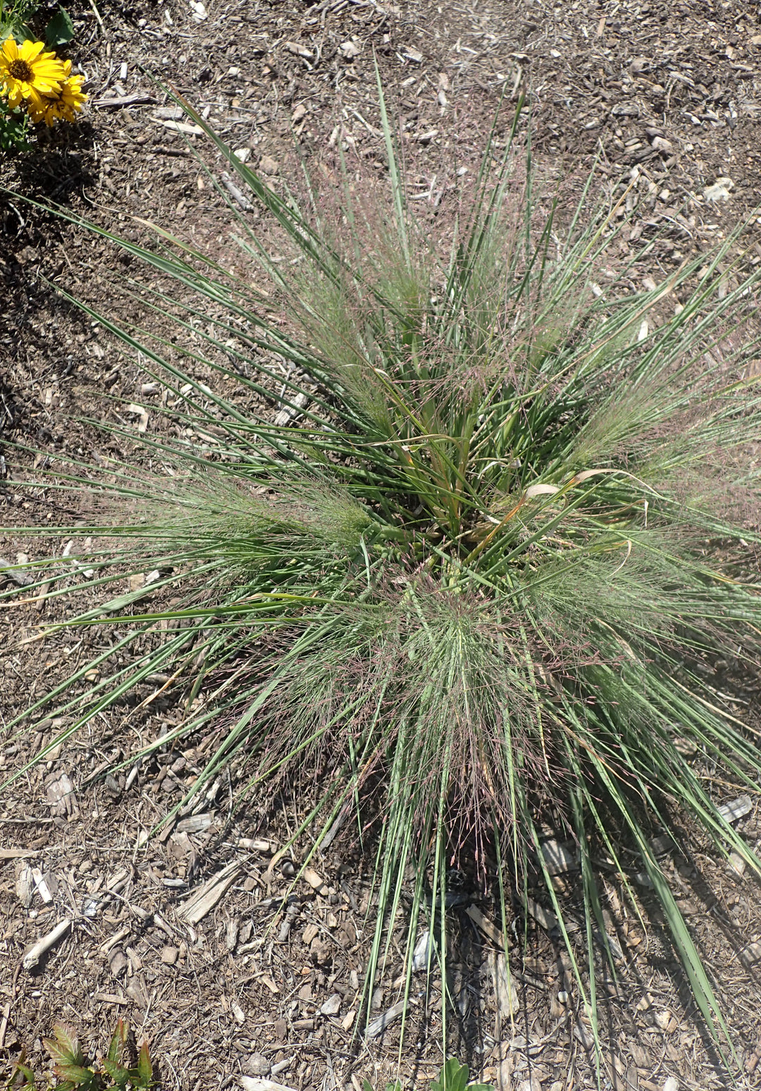 Schizachyrium s. Standing Ovation