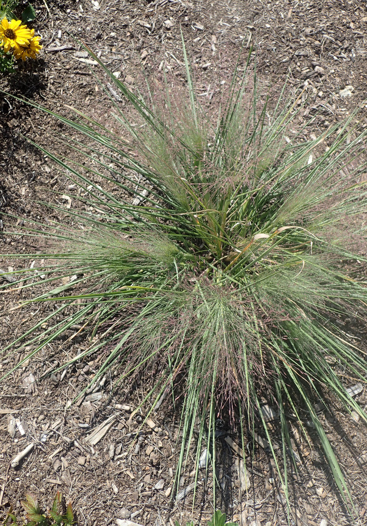 Schizachyrium s. Standing Ovation